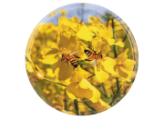 82er TO Deckel ApiSina® Bienen auf Raps